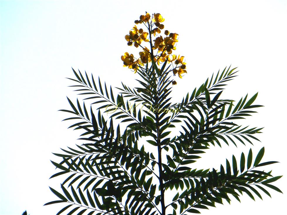  Branch with terminal inflorescence (Panicle of corymbose raceme)